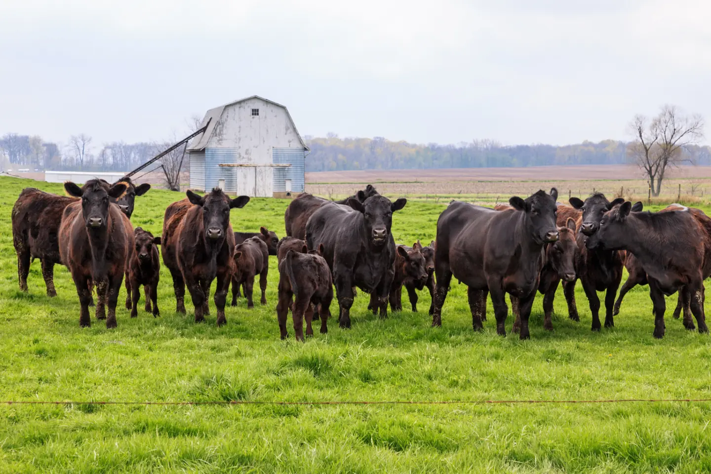 Livestock water delivery for cattle, horses, and farm animals